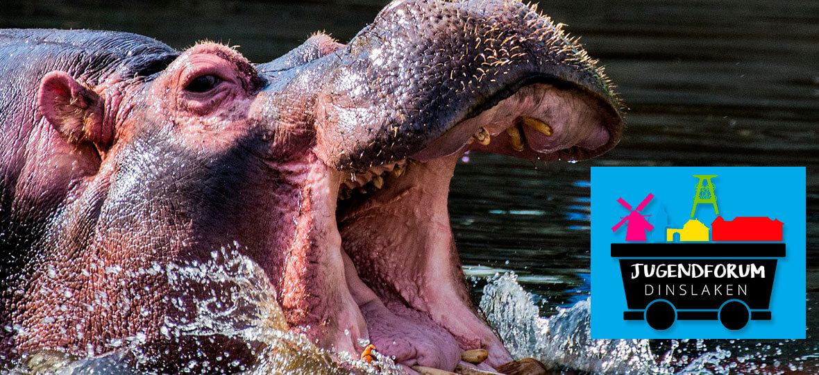 Tolerantes Dinslaken - Projekte 2017 - Ausflug in den Zoo mit den Kindern der Fliehburg